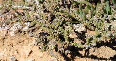 Salsoloideae