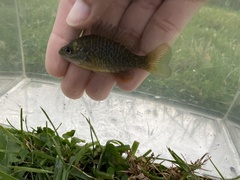 Lepomis macrochirus × cyanellus
