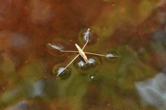 Limnoporus notabilis