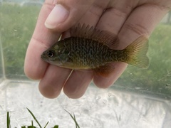 Lepomis macrochirus × cyanellus