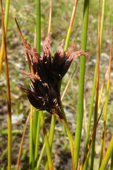 Juncus jacquinii