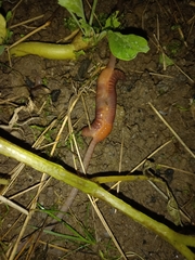 Lumbricus