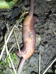 Lumbricus