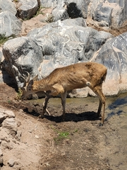Redunca redunca