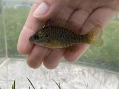 Lepomis macrochirus × cyanellus