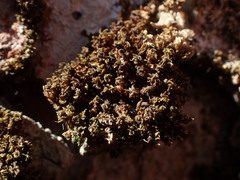 Syntrichia latifolia