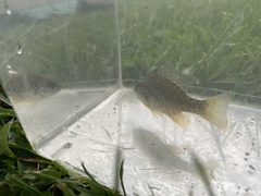 Lepomis macrochirus × cyanellus