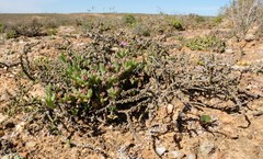 Salsoloideae