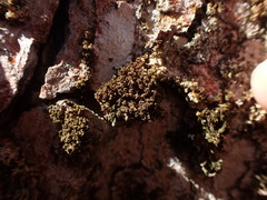 Syntrichia latifolia