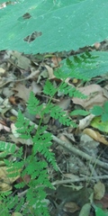 Cystopteris protrusa