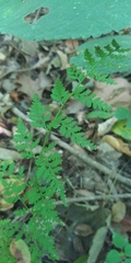 Cystopteris protrusa