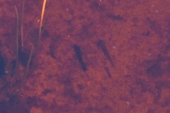 Gasterosteus aculeatus