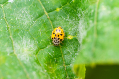 Coccinellinae