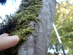 Homalothecium nuttallii