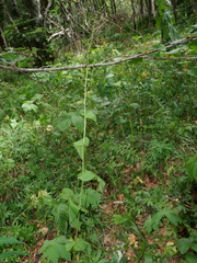 Rumex arifolius