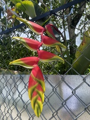 Heliconia rostrata
