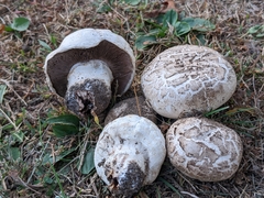 Agaricus bitorquis