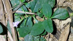 Bonnaya ruelloides