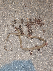 Hierophis viridiflavus