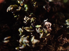 Syntrichia latifolia