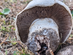 Agaricus bitorquis