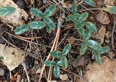 Trifolium gymnocarpon