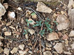 Trifolium gymnocarpon