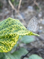Pseudozizeeria maha okinawana