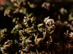 Syntrichia latifolia