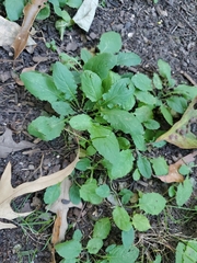 Youngia japonica