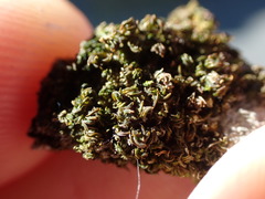 Syntrichia latifolia