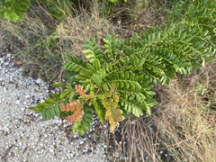 Vachellia choriophylla