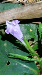 Bonnaya ruelloides