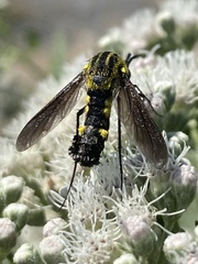 Lepidophora lepidocera