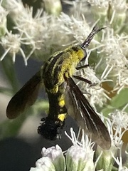 Lepidophora lepidocera