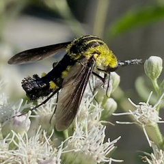 Lepidophora lepidocera