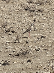 Vanellus coronatus