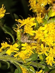 Aedes vexans
