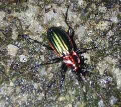 Carabus lineatus lateralis