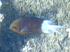 Acanthochromis polyacanthus