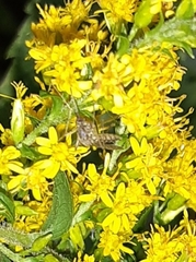 Aedes vexans