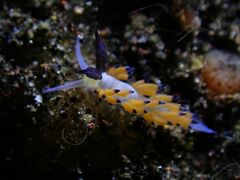 Favorinus tsuruganus