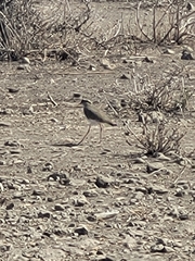 Vanellus coronatus