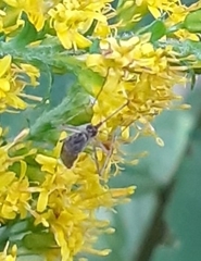 Aedes vexans