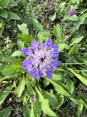 Scabiosa columbaria
