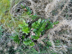 Asplenium obtusatum
