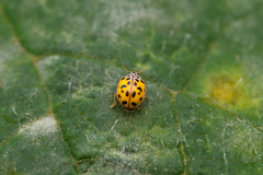 Coccinellinae