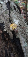 Pluteus mammillatus