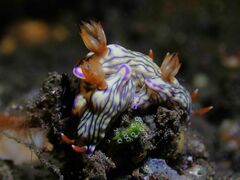 Hypselodoris zephyra