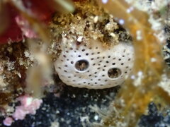 Lissoclinum perforatum